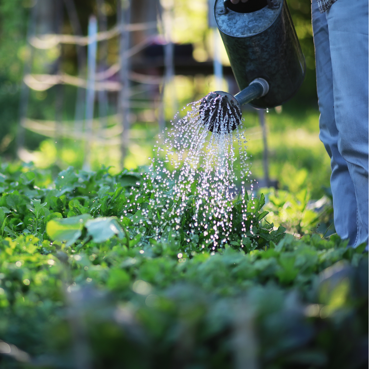 Formation – La gestion de l&rsquo;eau au jardin potager : connaitre et transmettre les pratiques en animation