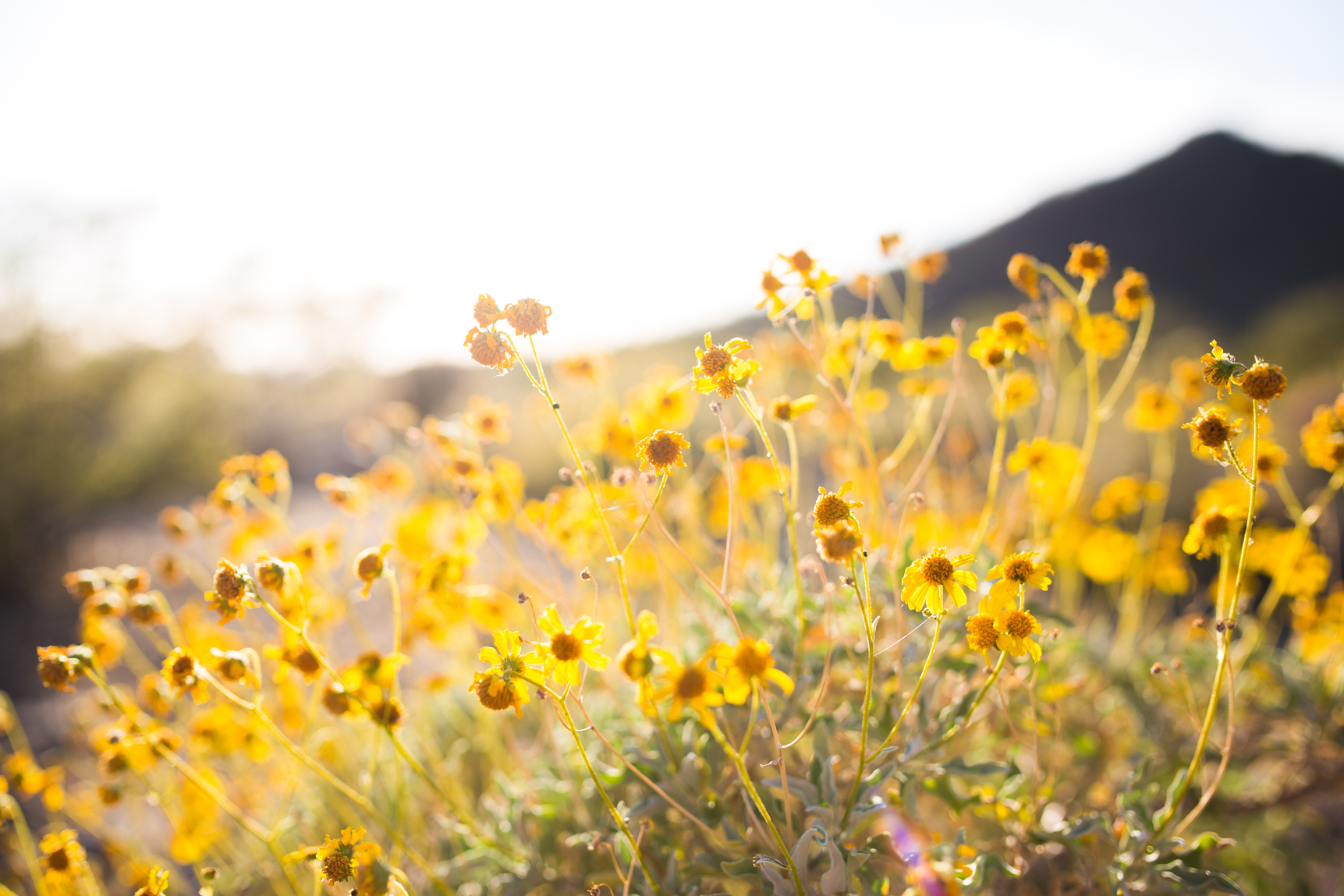 Les accompagnements Printemps-été de GAIA